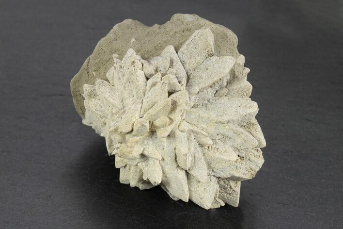 Stellate Glendonite (Calcite Pseudomorph) Cluster - Russia #247206